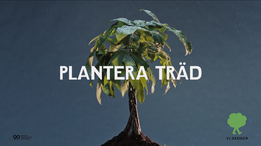 Plantera träd